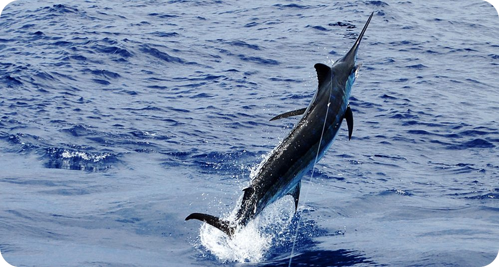 TOPSHAPE Kona Fishing Deep Sea Fishing in Hawaii